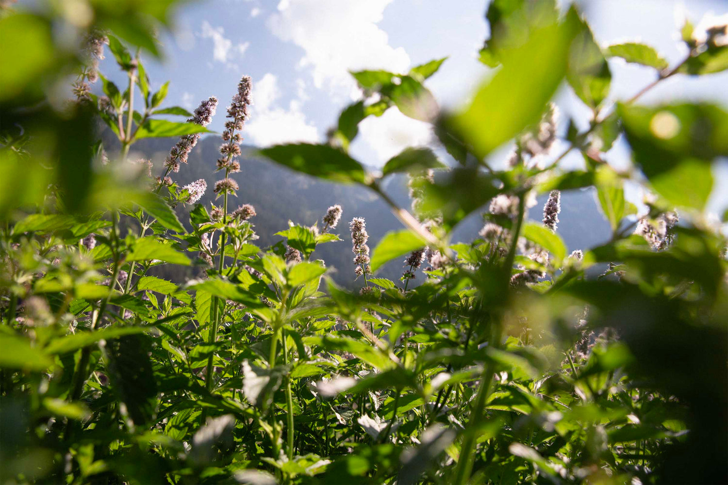 Herbal Garden