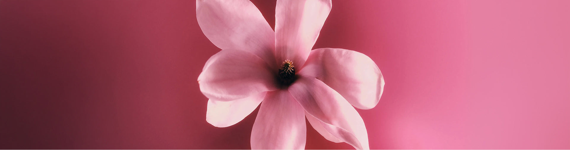 Vivid Bloom