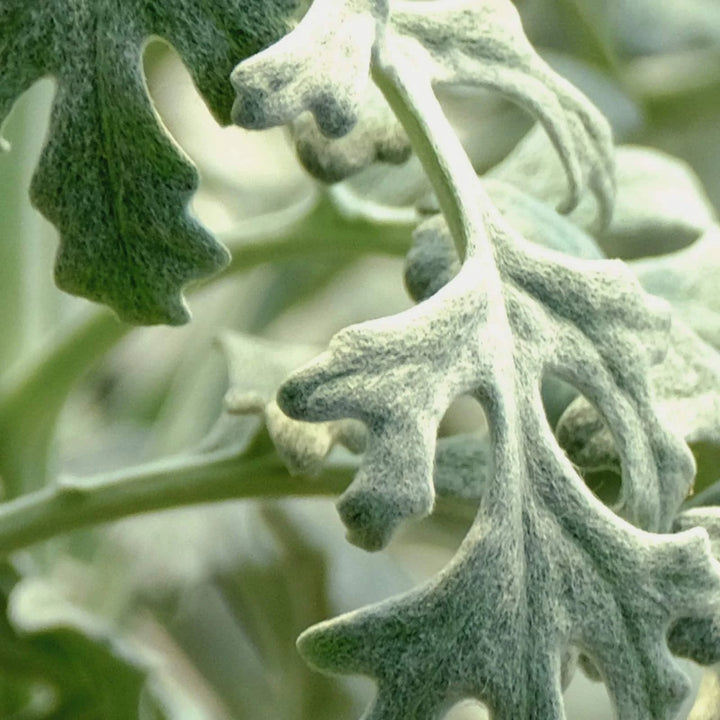 Wormwood