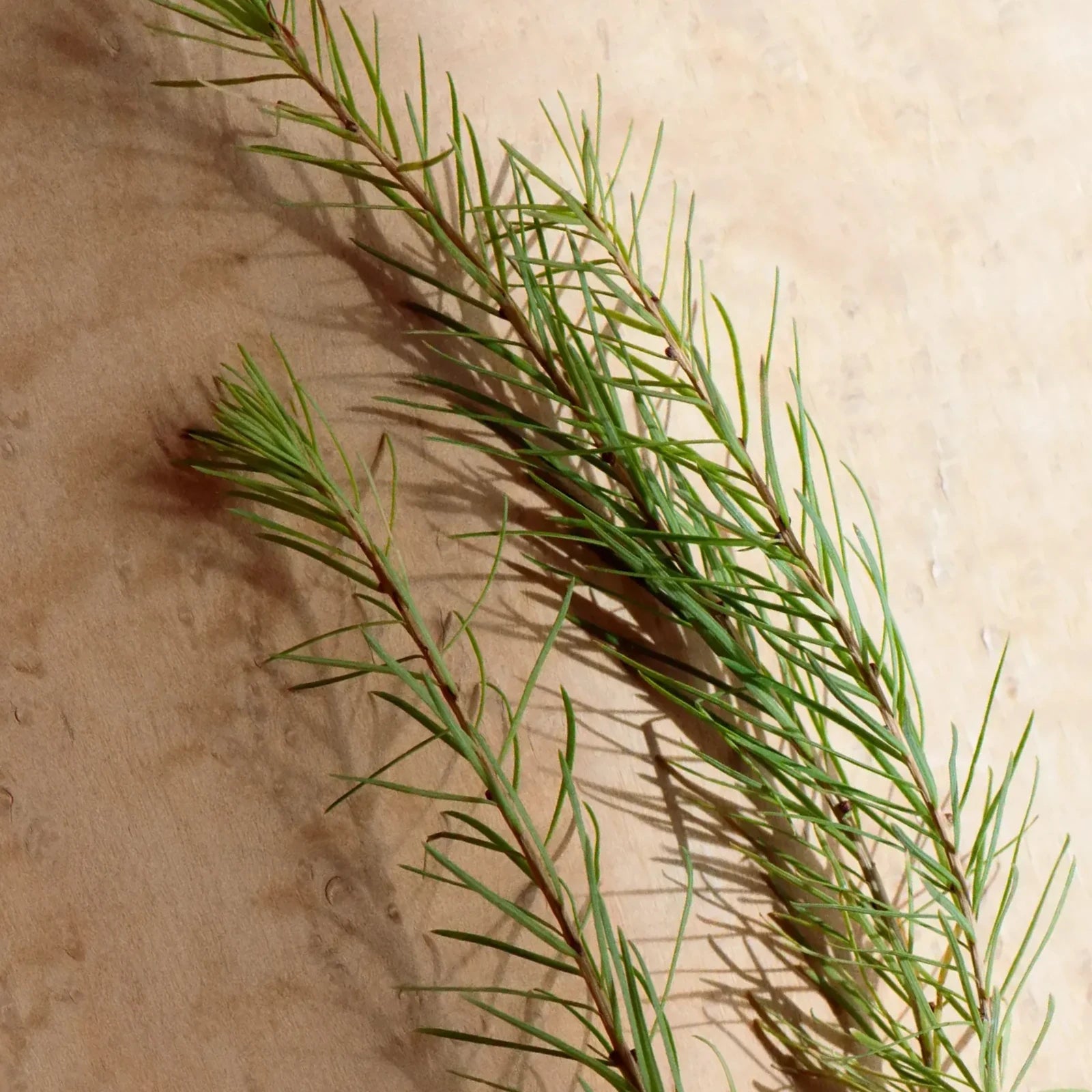 Pine branches with fine needles on light-colored wood in the sunlight