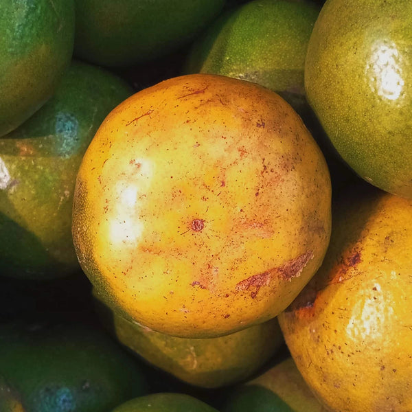Yellow, semi-ripe mandarins among green fruits – Yellow Mandarin fragrance