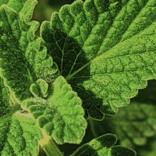 Close-up of serrated green mint leaves – scent note: field mint