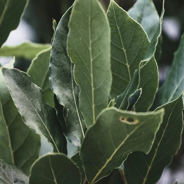 Green bay leaves on a sprig – Bay leaf scent