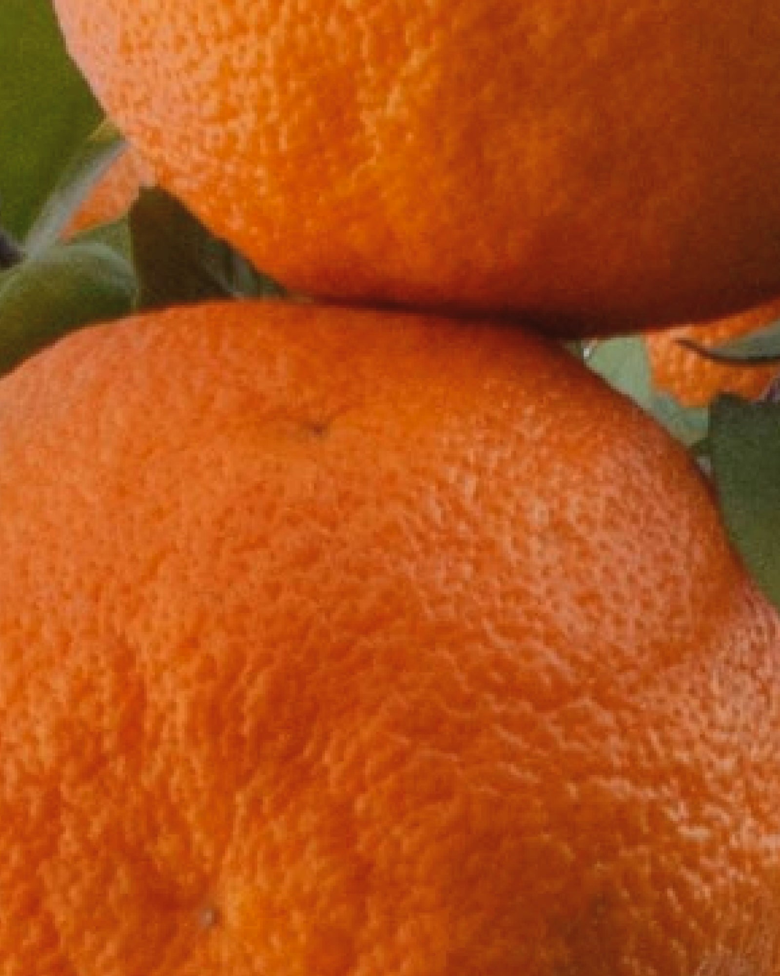 Gros plan sur des oranges douces d'un orange vif – image d'ambiance pour le parfum Ever Green