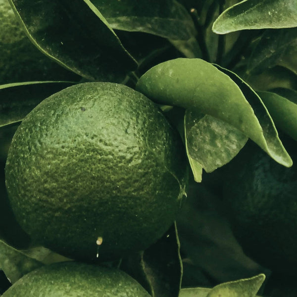 Green lime on a tree among the leaves – lime scent