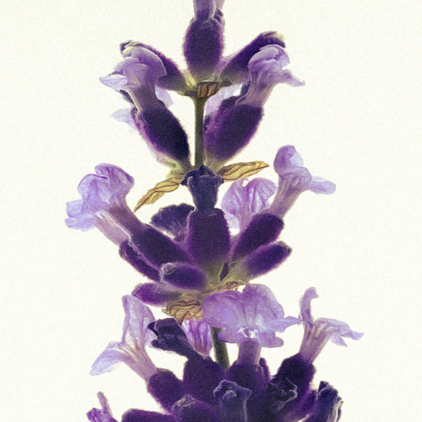 Lavendel