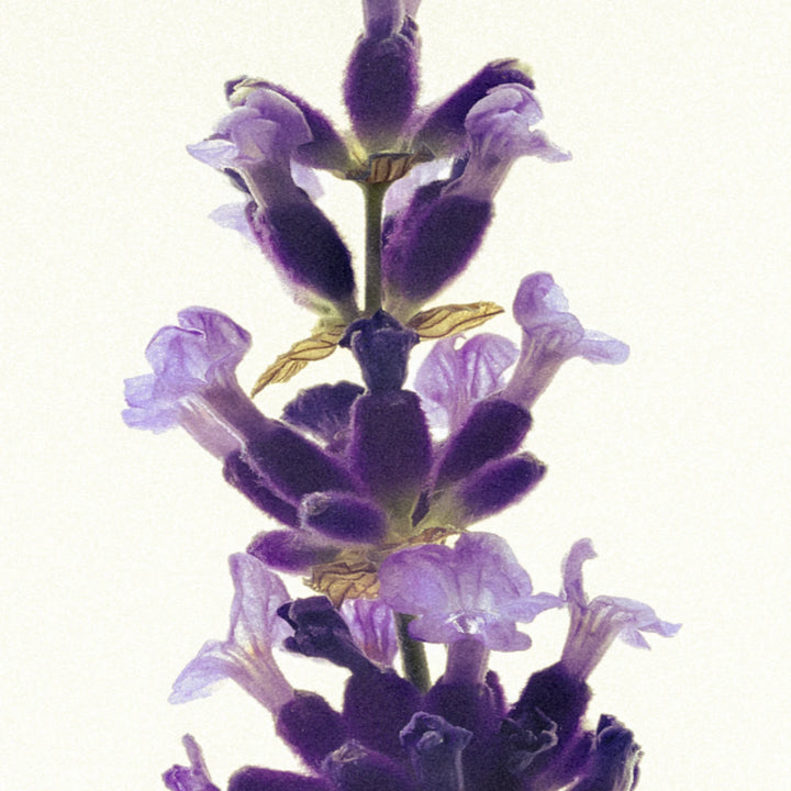 Lavendel