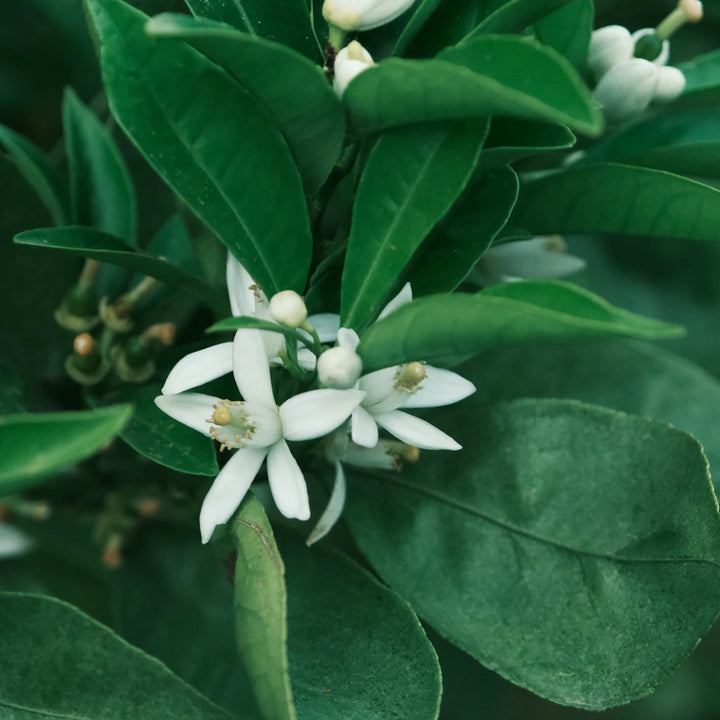Neroli