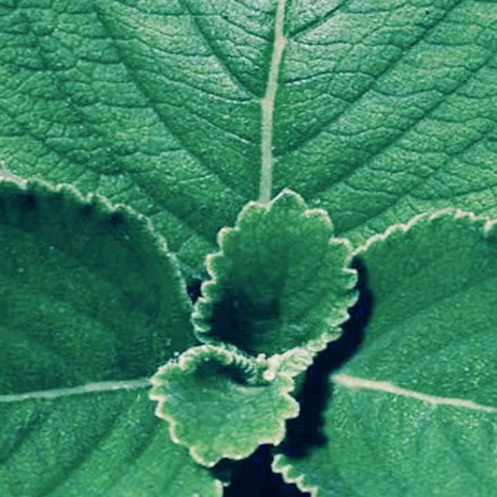 Patchouli