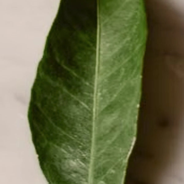 Petitgrain