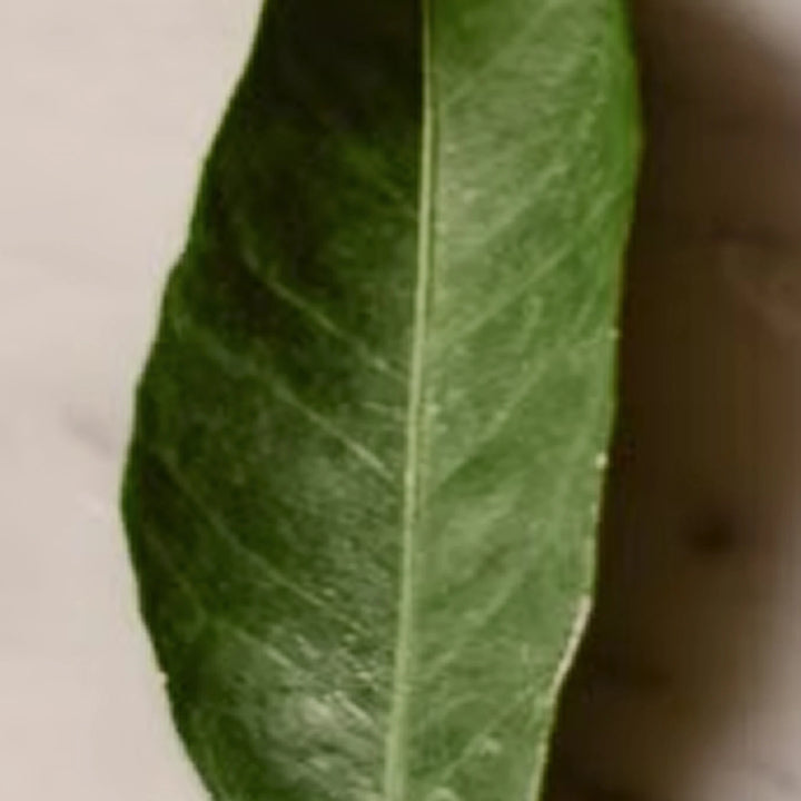 Petitgrain