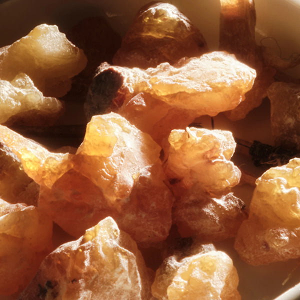 Golden-yellow pieces of benzoin resin in warm light – Benzoin base note from Seasons Greetings