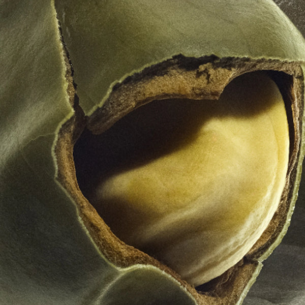 Close-up of a cracked peppercorn with a light-colored core – black pepper base note from Seasons Greetings