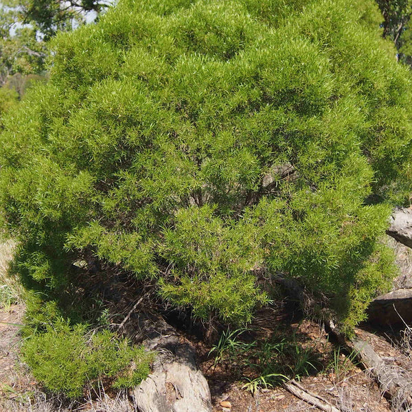 Un buisson vert et dense aux fines aiguilles dans un environnement naturel – note de fond de « Serene Wood »