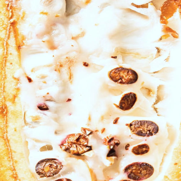 Close-up of a sliced tonka bean with a light-colored interior – Tonka Bean base note from Seasons Greetings