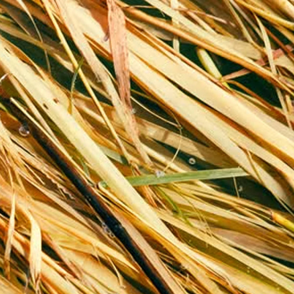 Gros plan sur des tiges de vétiver séchées – Note parfumée : vétiver