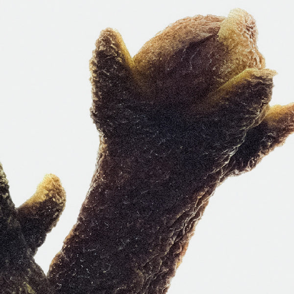 Close-up of a dried clove against a light background – Clove (heart note) from Seasons Greetings