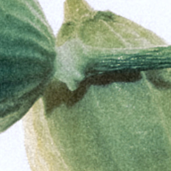 Close-up of green cilantro fruits – Middle note: cilantro seeds from Seasons Greetings
