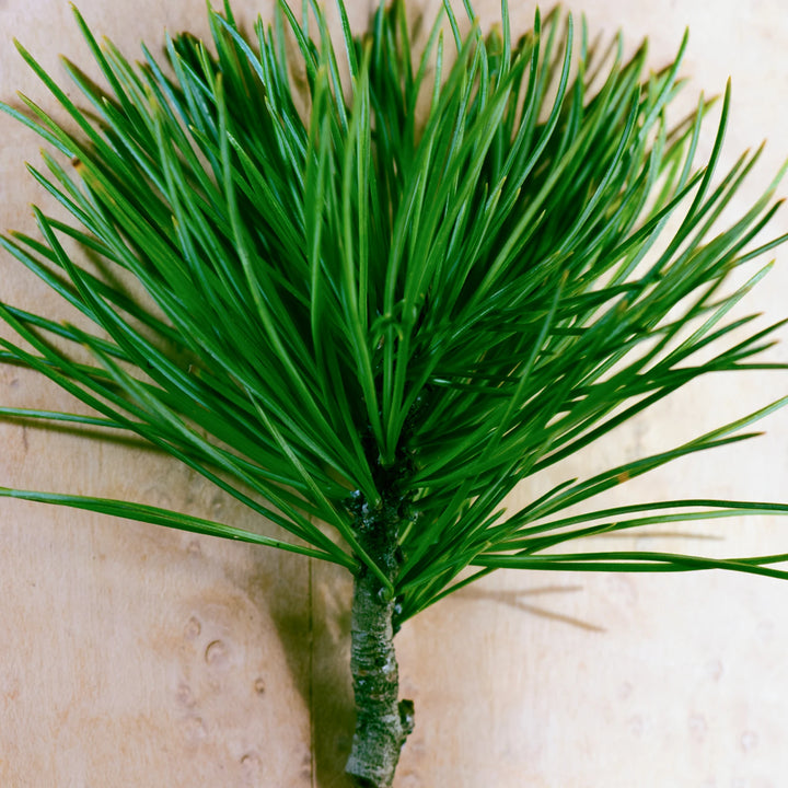 Larch