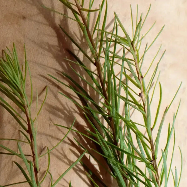 Des branches de pin cembro aux aiguilles longues et fines sur un fond clair – Note de cœur : pin cembro de Serene Wood