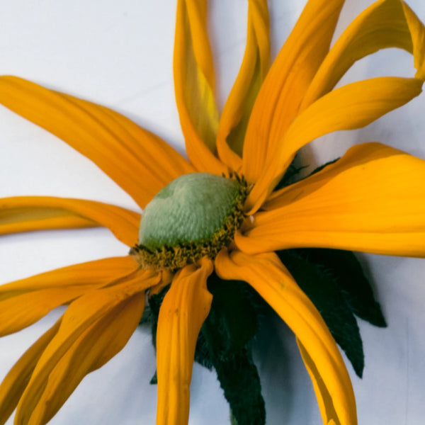 Fleur d'inule jaune au cœur vert sur fond clair – Note de tête « Inule » de Serene Wood