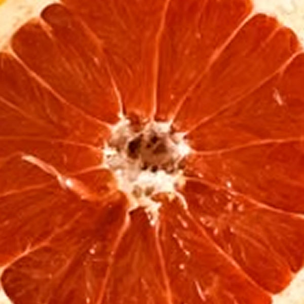 Close-up of a halved bitter orange with reddish flesh – Bitter Orange top note from Seasons Greetings