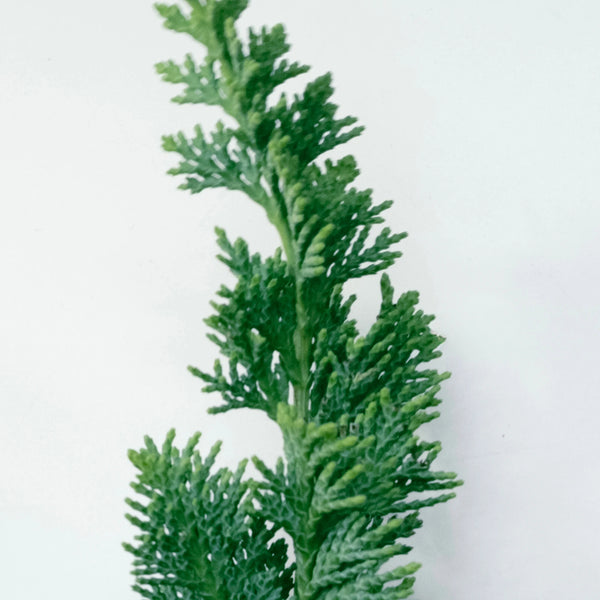 Une branche de cyprès verte sur fond clair – Parfum au cyprès