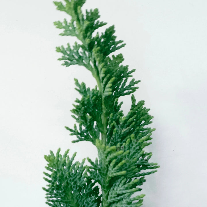 Cypress