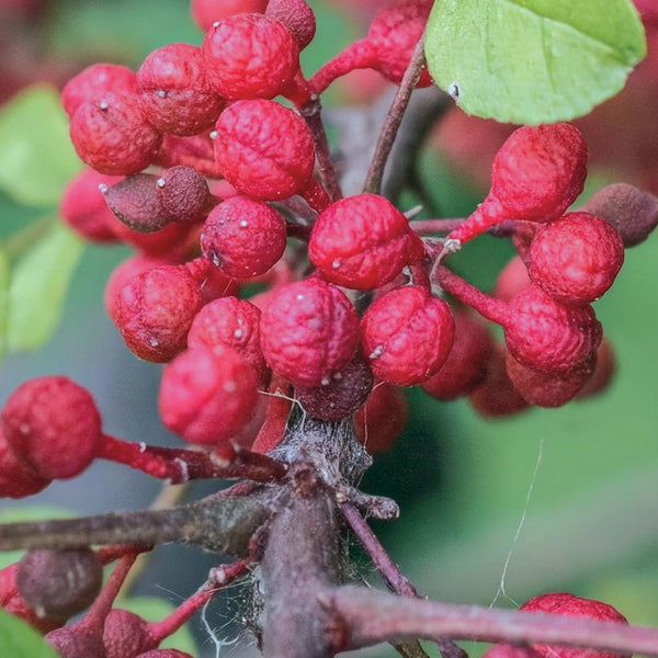 Gros plan sur des baies rouges et arrondies sur une branche – Note de tête de Serene Wood