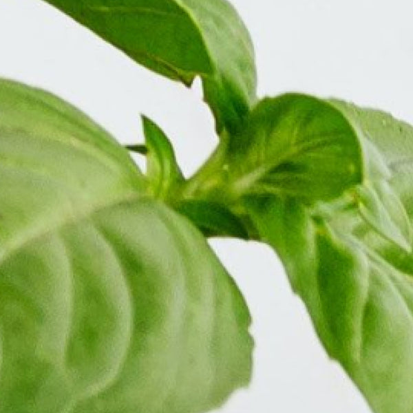 Feuilles de basilic fraîches sur fond clair – Note parfumée : basilic