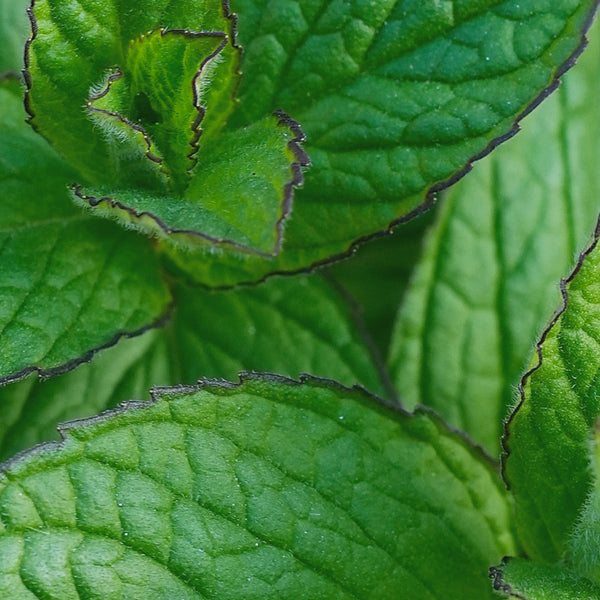 Gros plan sur des feuilles de menthe verte aux bords dentelés – Note parfumée : menthe poivrée