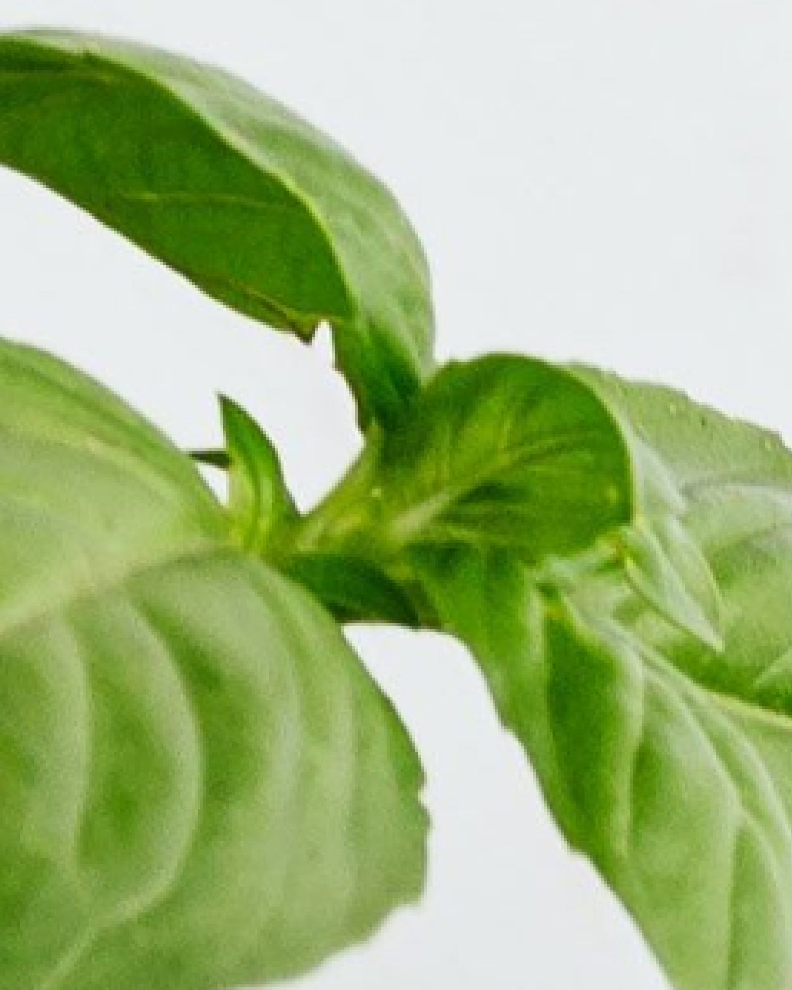 Des feuilles de basilic fraîches sur fond clair – image d'ambiance illustrant le parfum Spicy Green