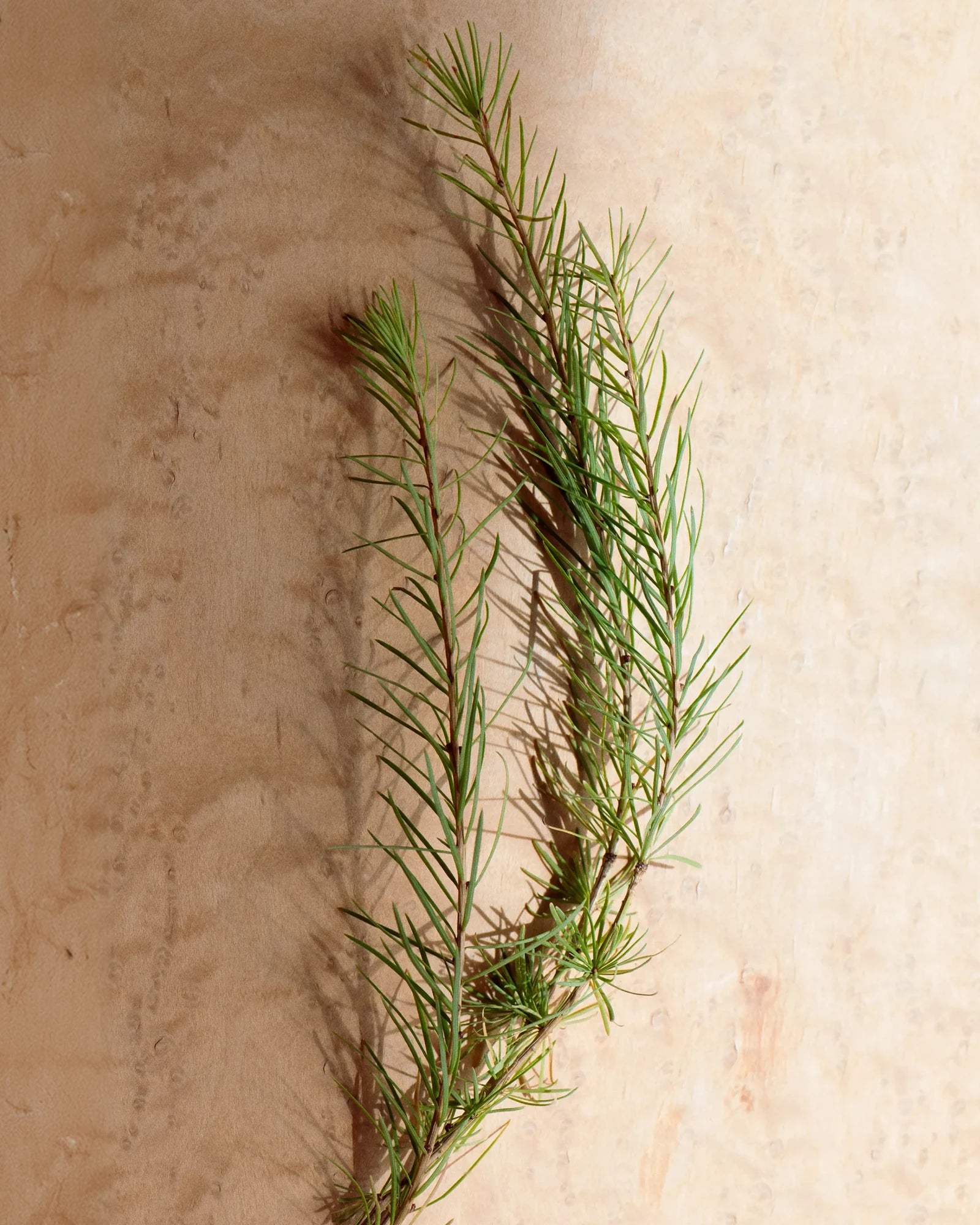 Une branche de pin aux aiguilles fines posée sur du bois clair – Parfum « Serene Wood »