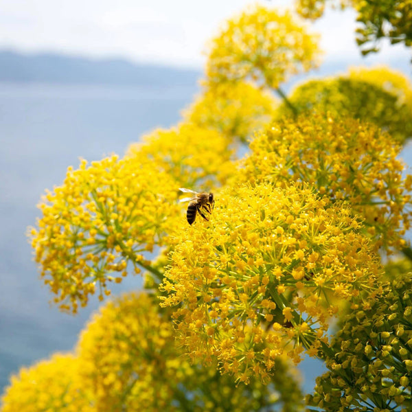 Galbanum