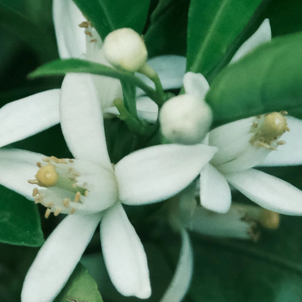 Neroli