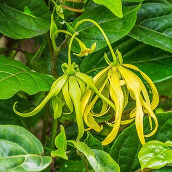 Ylang