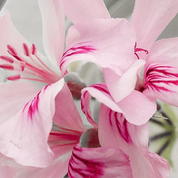 Geranium Bourbon