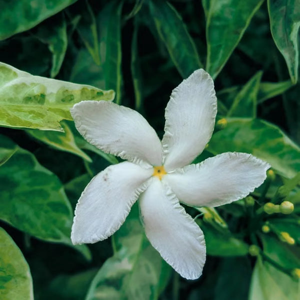 Jasmin