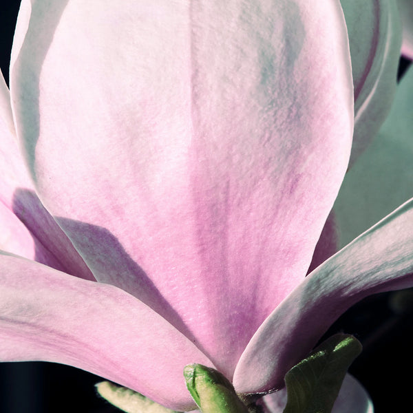 Magnolie